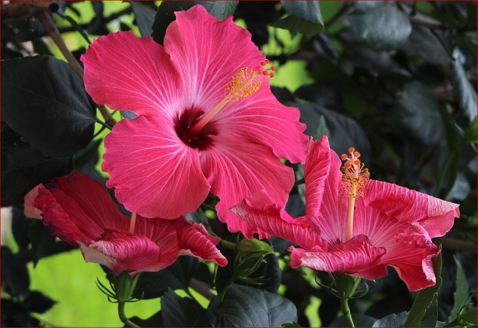 Hibiskusblüten