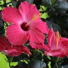 Hibiskusblüten