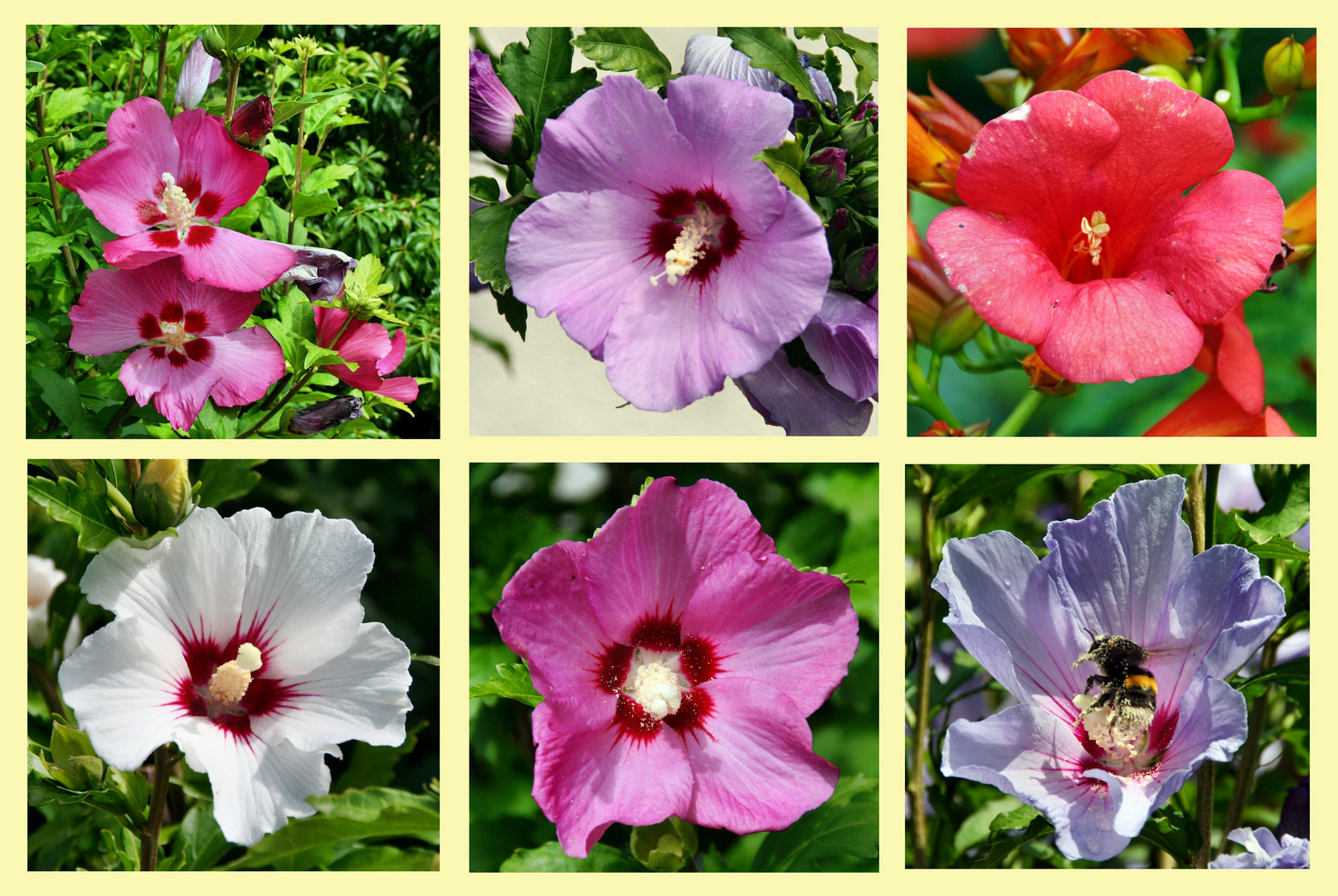 Hibiskusblüten