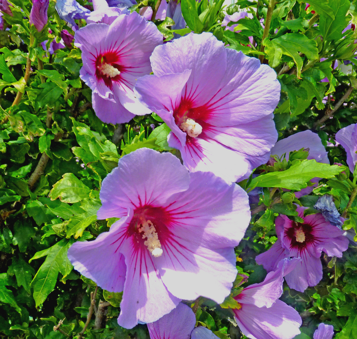 Hibiskusblüten