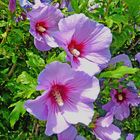 Hibiskusblüten