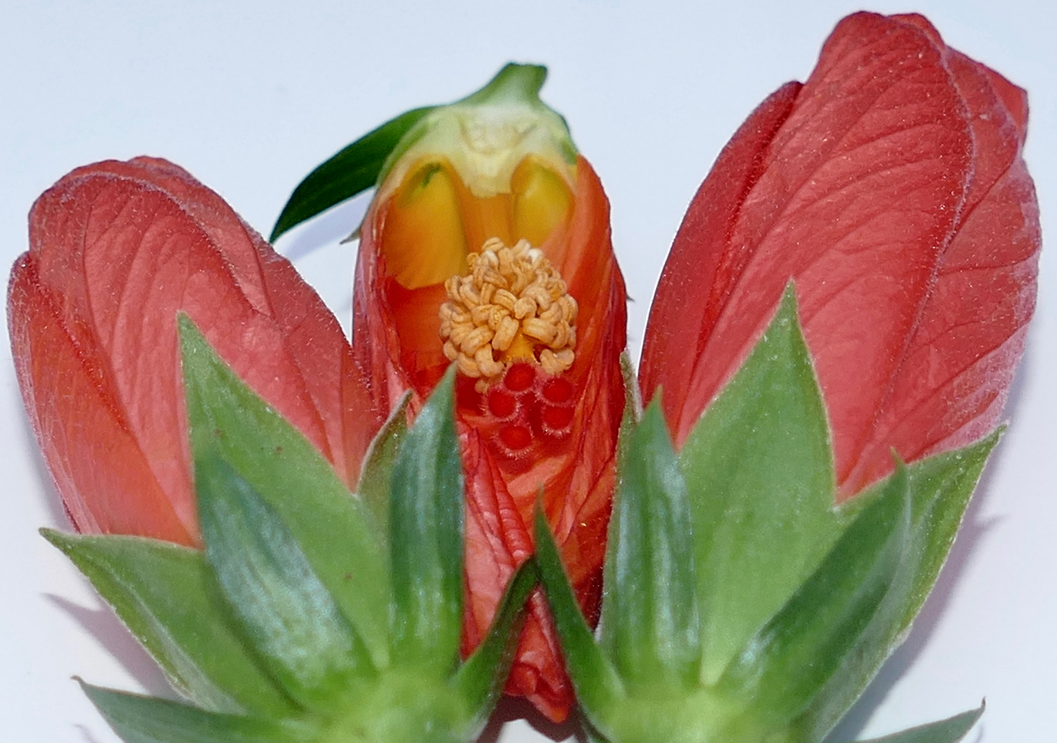 Hibiskusblüten