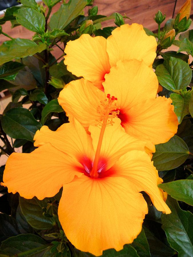 Hibiskusblüten