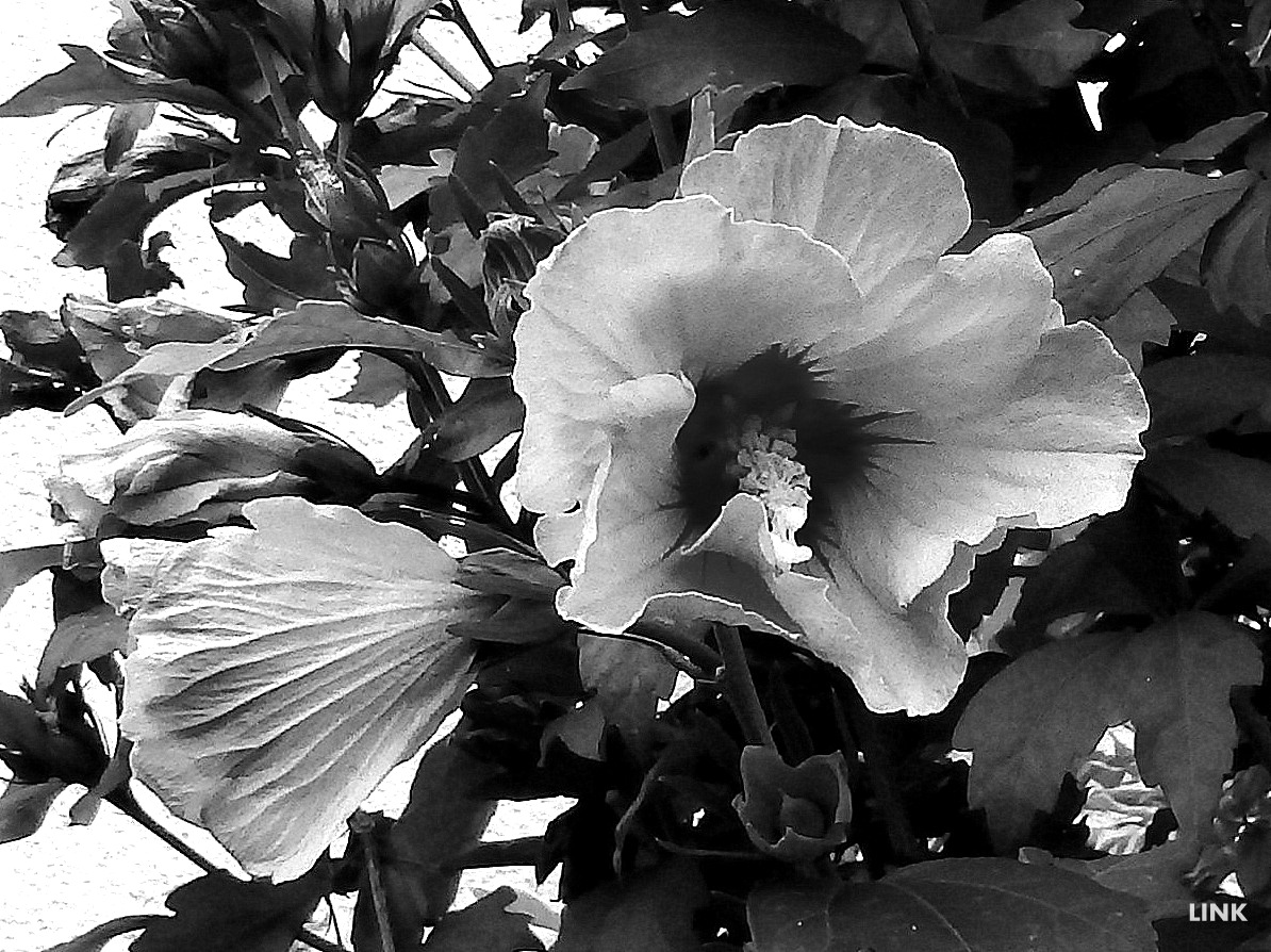 Hibiskusblüten