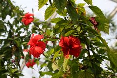 Hibiskusblüten aus Gondwanaland, weils draussen kalt ist