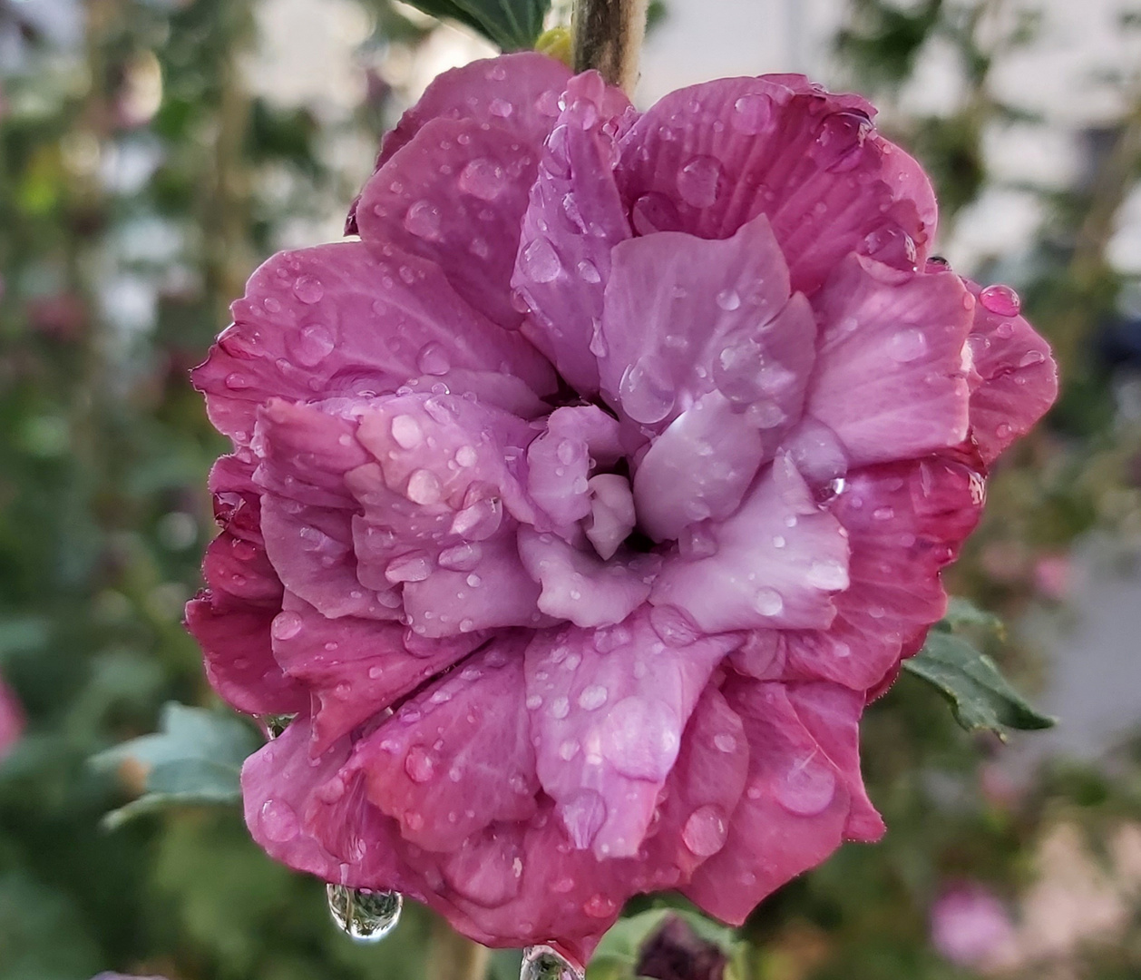 Hibiskusblüten