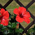 Hibiskusblüten