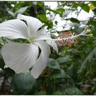 Hibiskusblüten