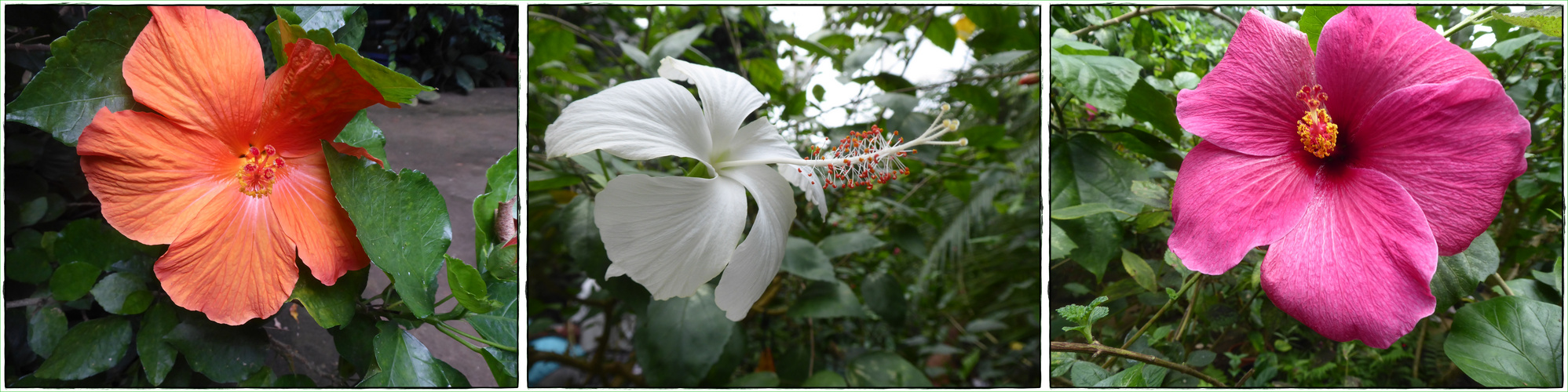 Hibiskusblüten