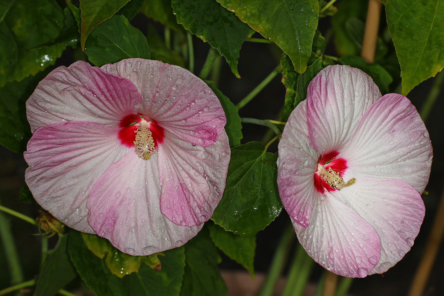 Hibiskusblüten