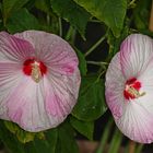 Hibiskusblüten