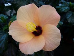 Hibiskusblüten - ein herrlicher Anblick