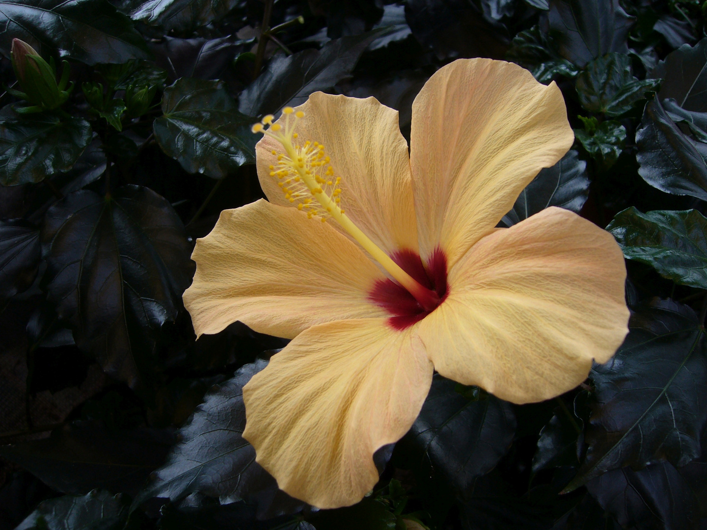 Hibiskusblüten - ein herrlicher Anblick