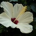 Hibiskusblüten - ein herrlicher Anblick