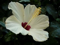 Hibiskusblüten - ein herrlicher Anblick