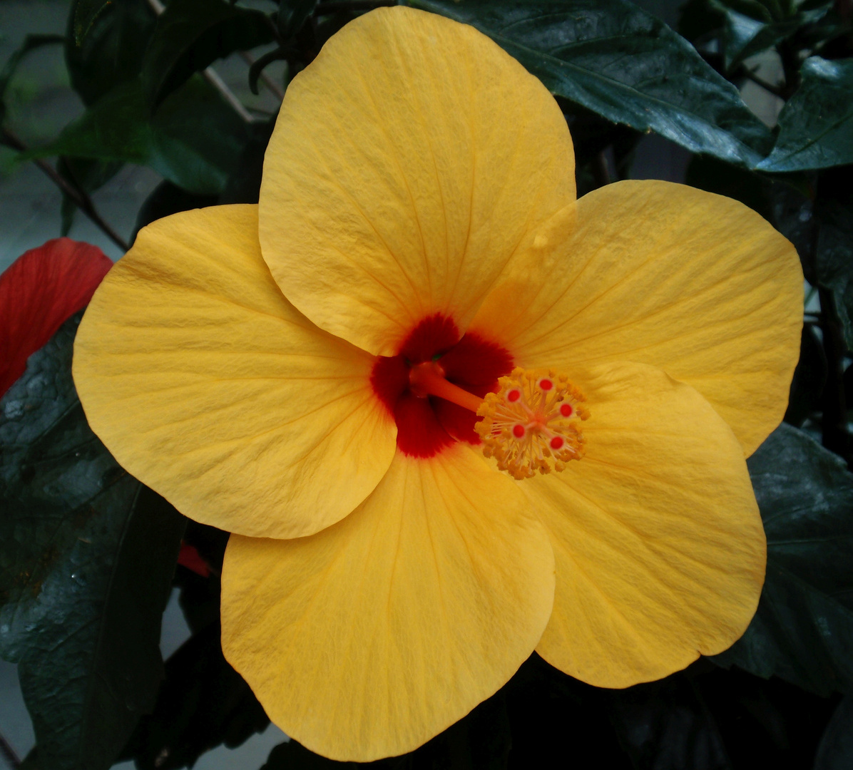 Hibiskusblüten - ein herrlicher Anblick