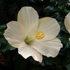 Hibiskusblüten - ein herrlicher Anblick