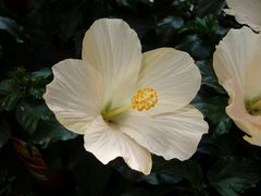 Hibiskusblüten - ein herrlicher Anblick