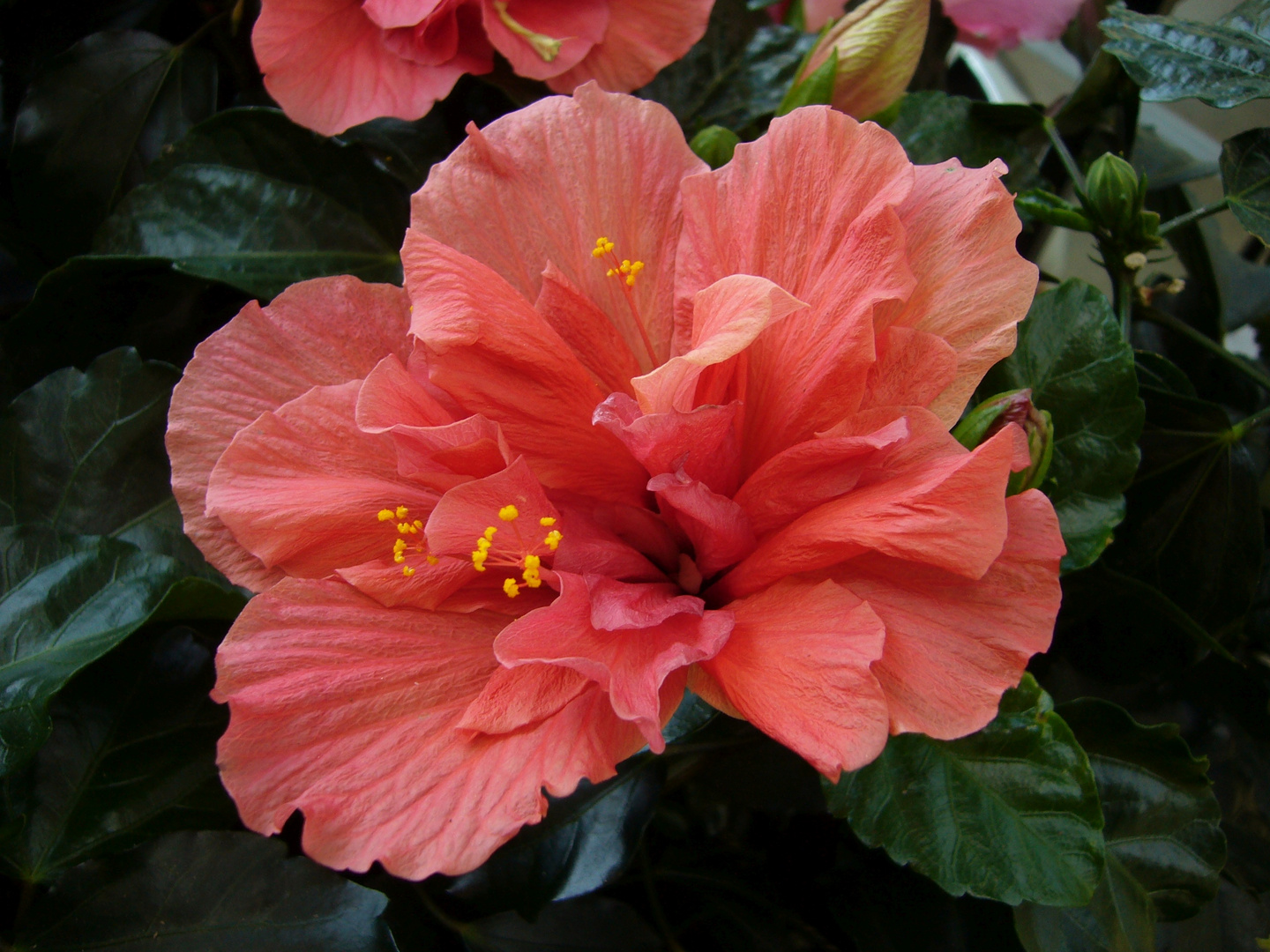 Hibiskusblüten - ein herrlicher Anblick