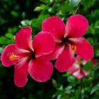 Hibiskusblüten