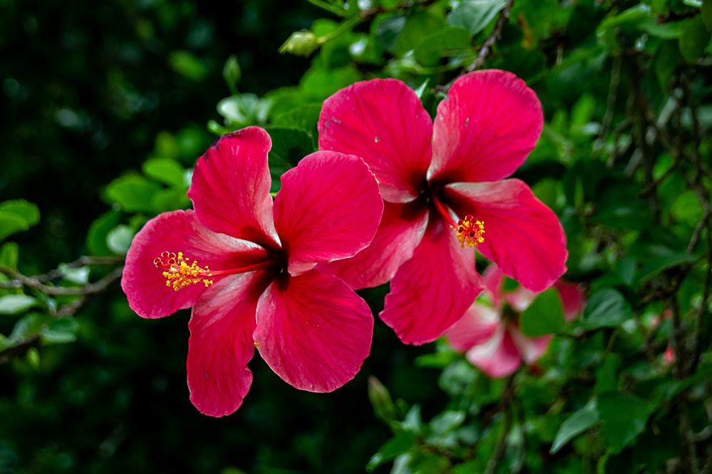 Hibiskusblüten