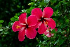 Hibiskusblüten