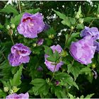 Hibiskusblüten