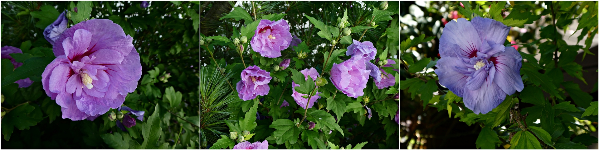 Hibiskusblüten