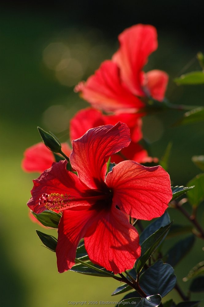 Hibiskusblüten im Gegenlicht