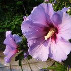 Hibiskusblüten mit Morgentau