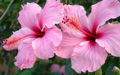 HIbiskusblüten - siehe auch ...bäumchen