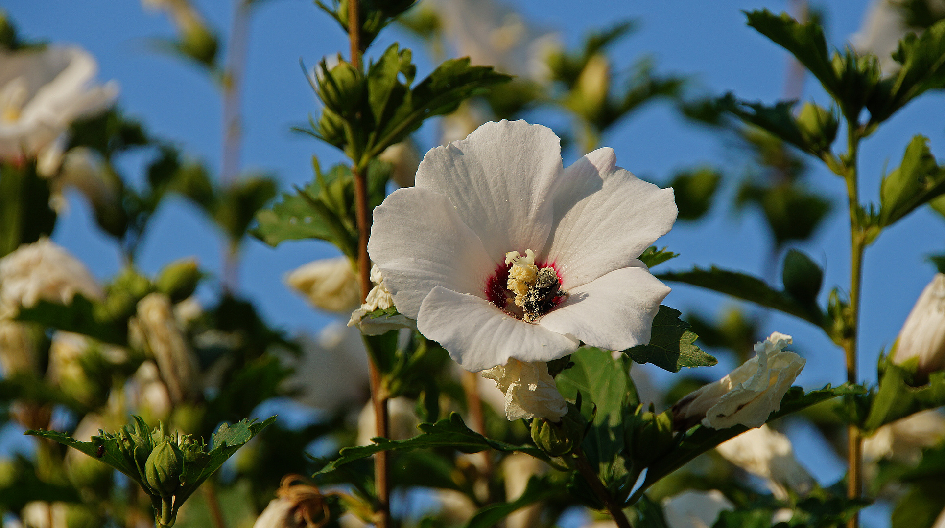 Hibiskusblüten überall