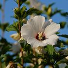 Hibiskusblüten überall