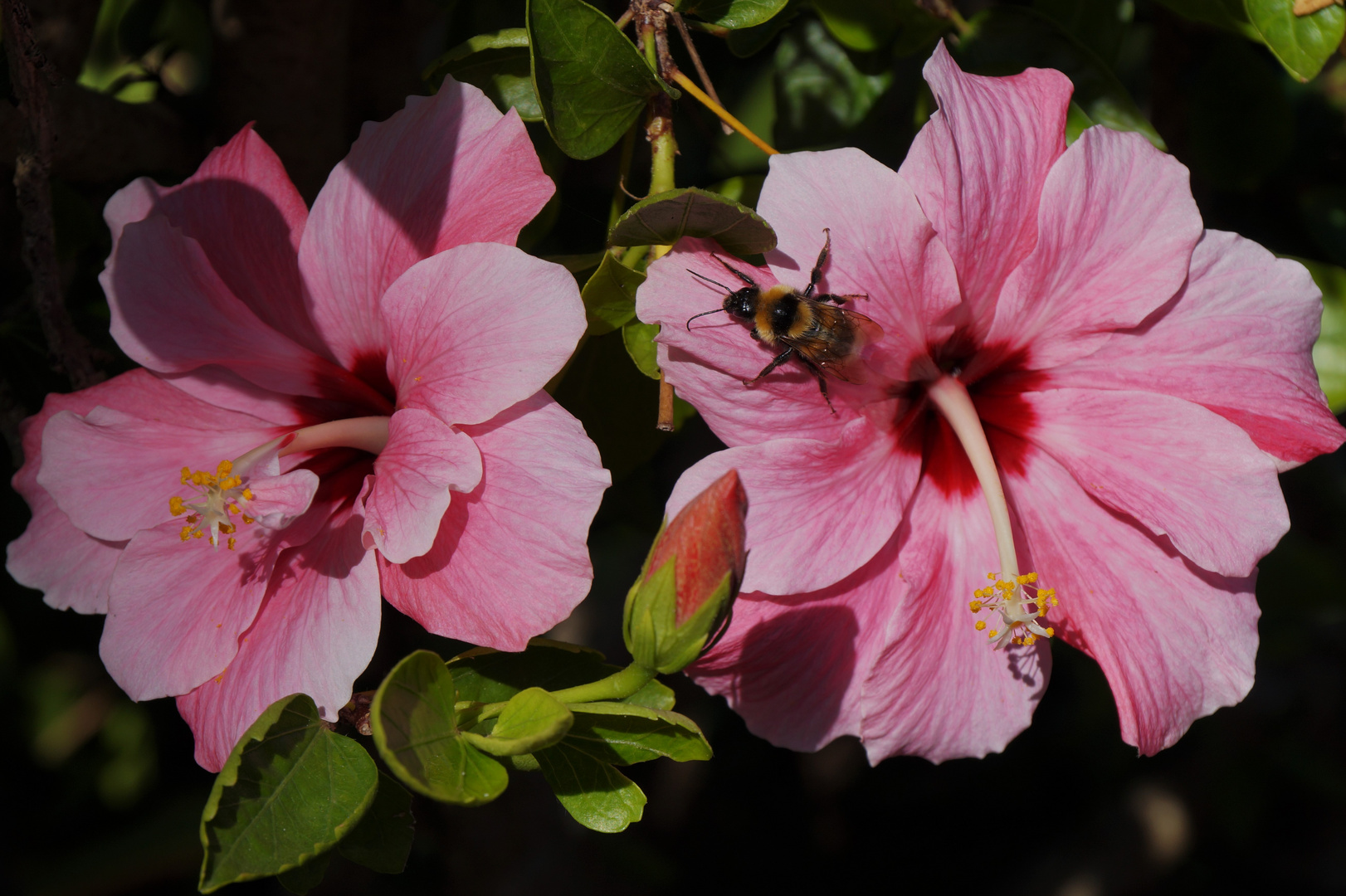 Hibiskusblüten-Zeit ....