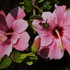 Hibiskusblüten-Zeit ....