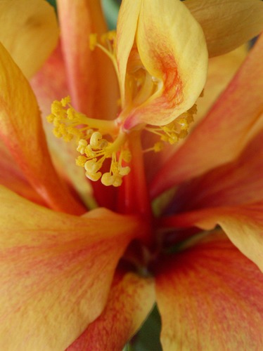 Hibiskusblütenausschnitt