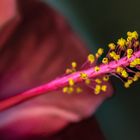 Hibiskusblütendetail 01