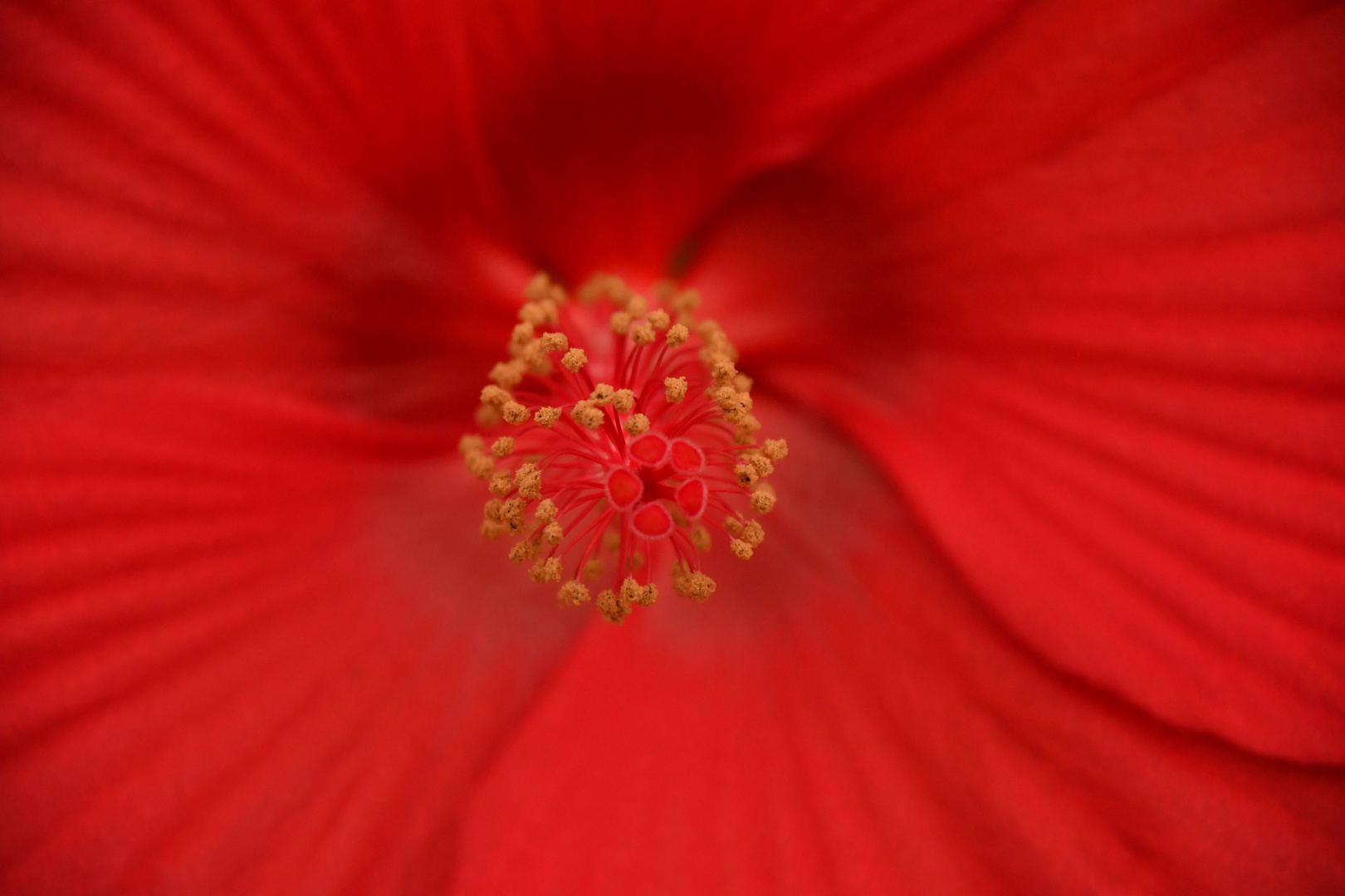 Hibiskusblütenherz