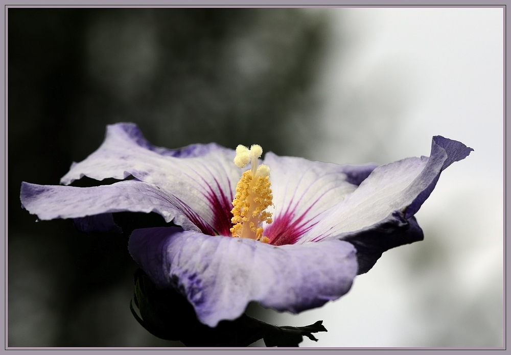 Hibiskusblütte  vor dem Regen.....