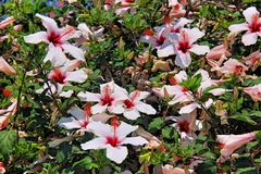 Hibiskusbusch