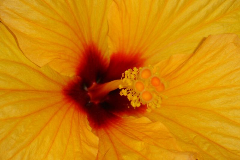 Hibiskuserotik