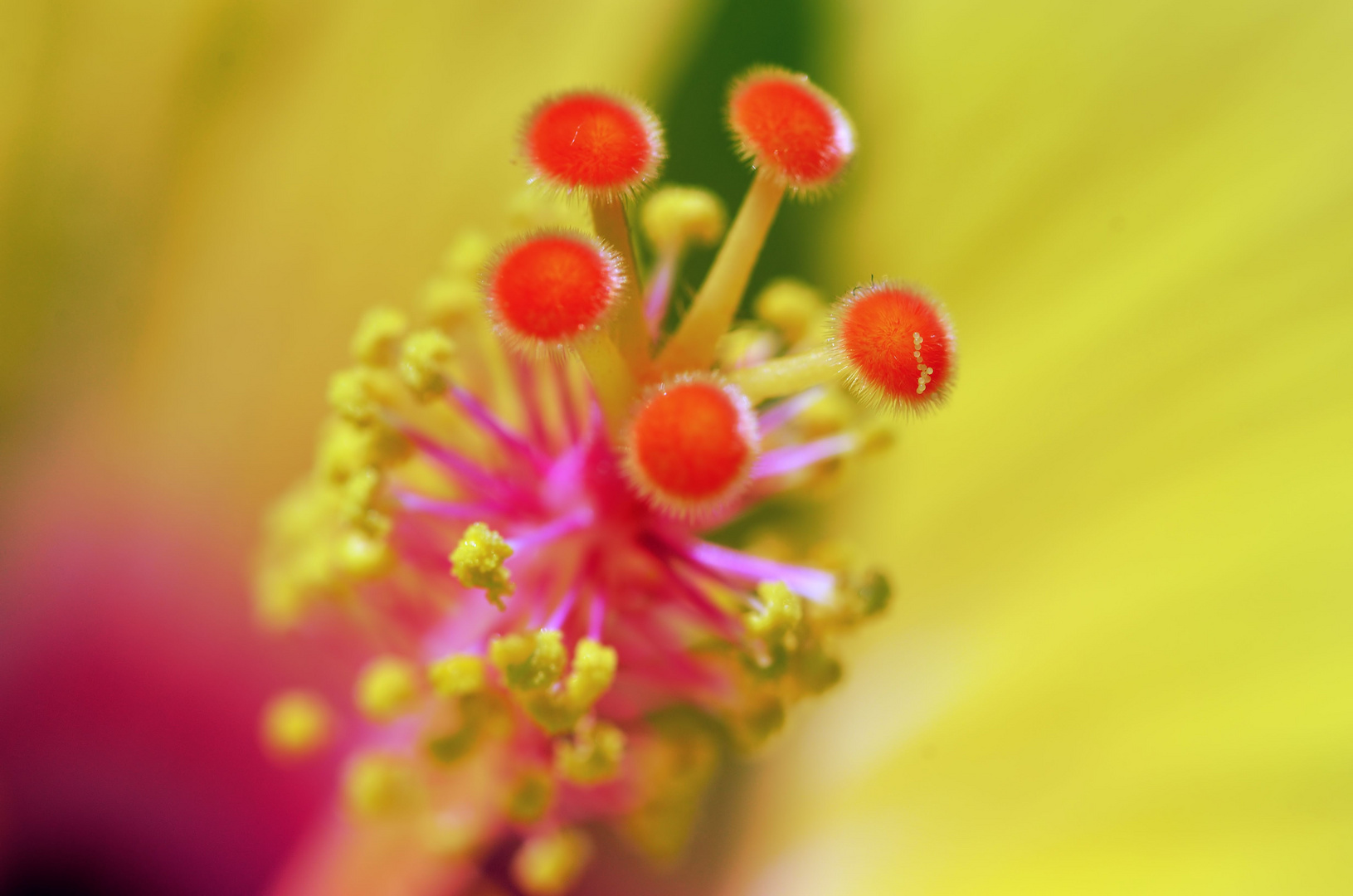 Hibiskusfarben