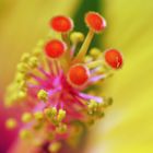 Hibiskusfarben