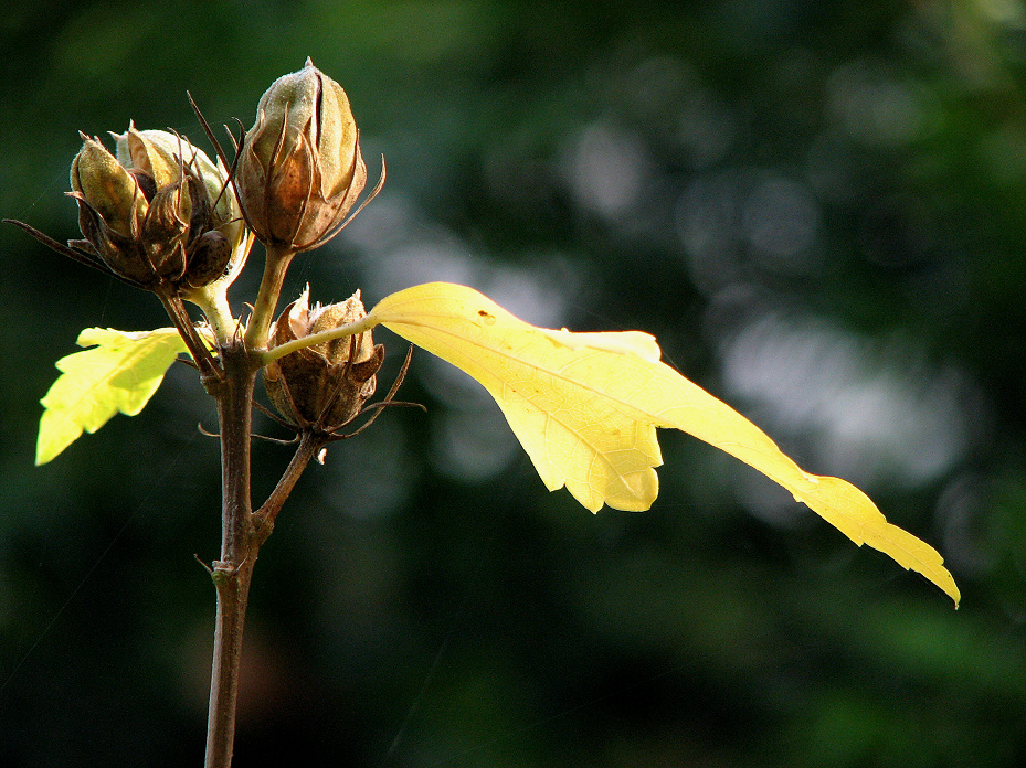 Hibiskusherbst