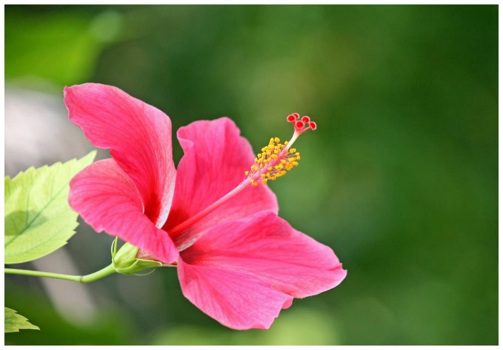 Hibiskus..in diesem Fall "freilebend"