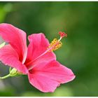 Hibiskus..in diesem Fall "freilebend"