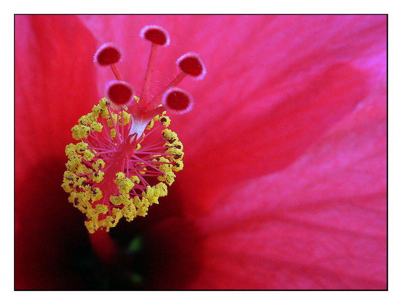 Hibiskuskelch