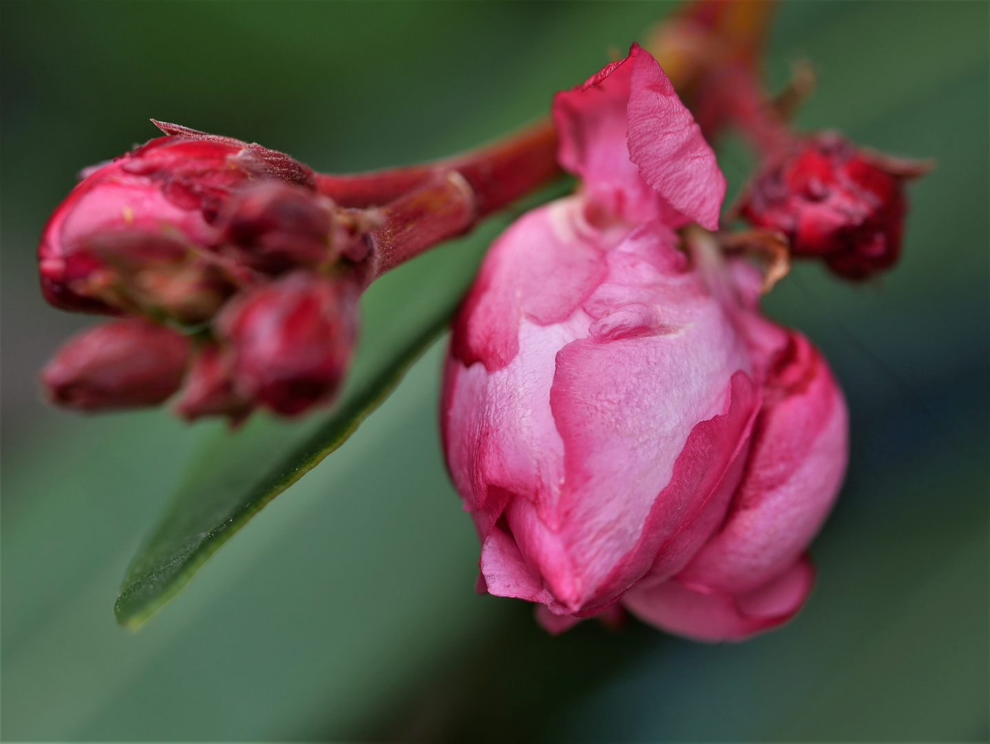 Hibiskusknospe