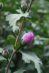 hibiskusknospe