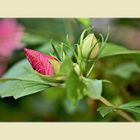 Hibiskusknospen 